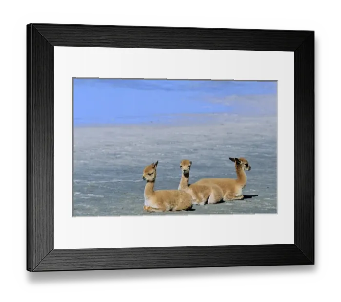 Framed Print : Vicuna (Vicugna vicugna), Altiplano, Chile
