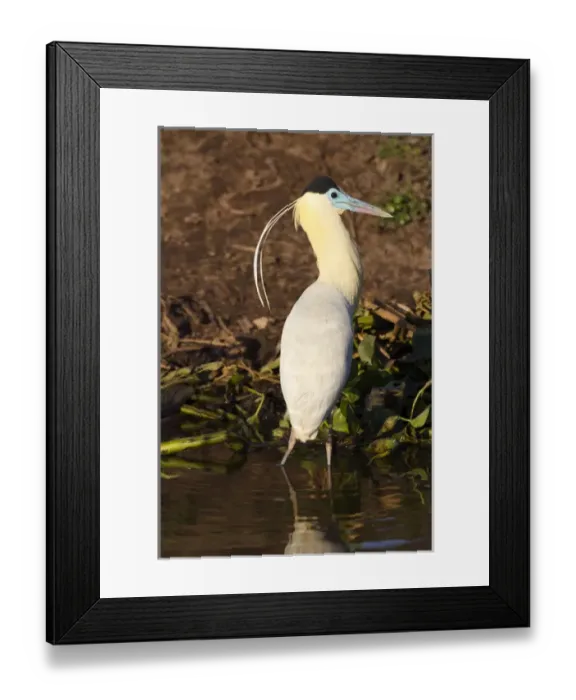 Framed Print : South America, Brazil, Mato Grosso, The Pantanal, capped heron, (Pilherodius pileatus)