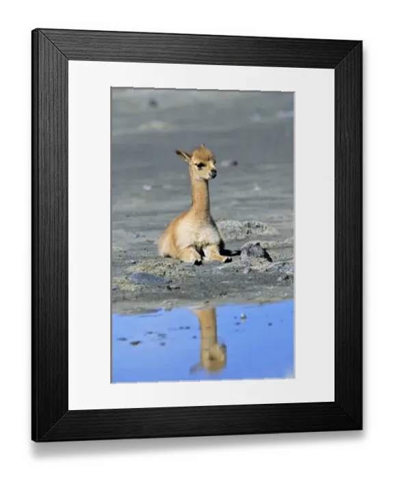 Framed Print : Vicuna (Vicugna vicugna), Altiplano, Chile Framed Print : Vicuna (Vicugna vicugna), Altiplano, Chile
