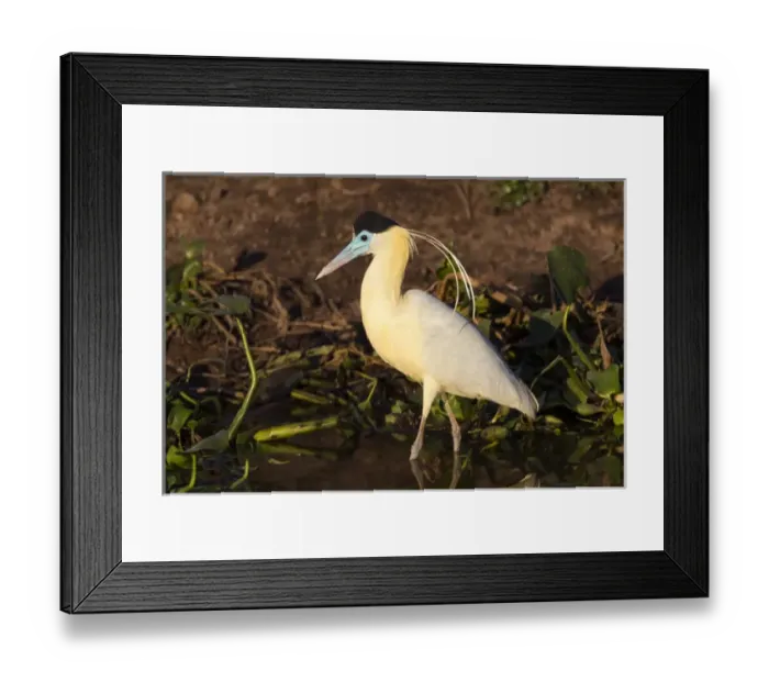 Framed Print : South America, Brazil, Mato Grosso, The Pantanal, capped heron, (Pilherodius pileatus) Framed Print : South America, Brazil, Mato Grosso, The Pantanal, capped heron, (Pilherodius pileatus)