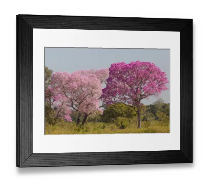 Framed Print : South America, Brazil, Mato Grosso, The Pantanal, pink ipe trees, (Tabebuia impetiginosa) Framed Print : South America, Brazil, Mato Grosso, The Pantanal, pink ipe trees, (Tabebuia impetiginosa)
