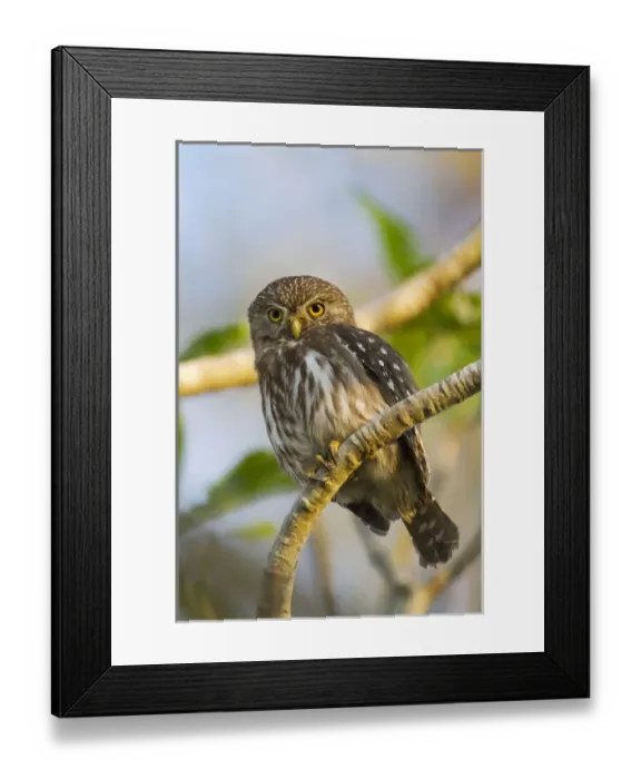 Framed Print : South America, Brazil, Mato Grosso, The Pantanal, ferruginous pygmy owl, (Glaucidium brasilianum) Framed Print : South America, Brazil, Mato Grosso, The Pantanal, ferruginous pygmy owl, (Glaucidium brasilianum)