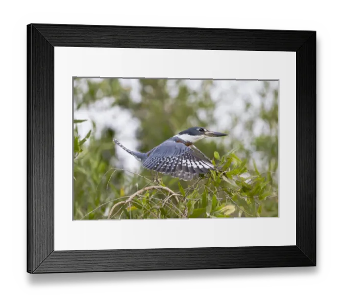 Framed Print : South America, Brazil, Mato Grosso, The Pantanal, ringed kingfisher, (Megaceryle torquata) Framed Print : South America, Brazil, Mato Grosso, The Pantanal, ringed kingfisher, (Megaceryle torquata)