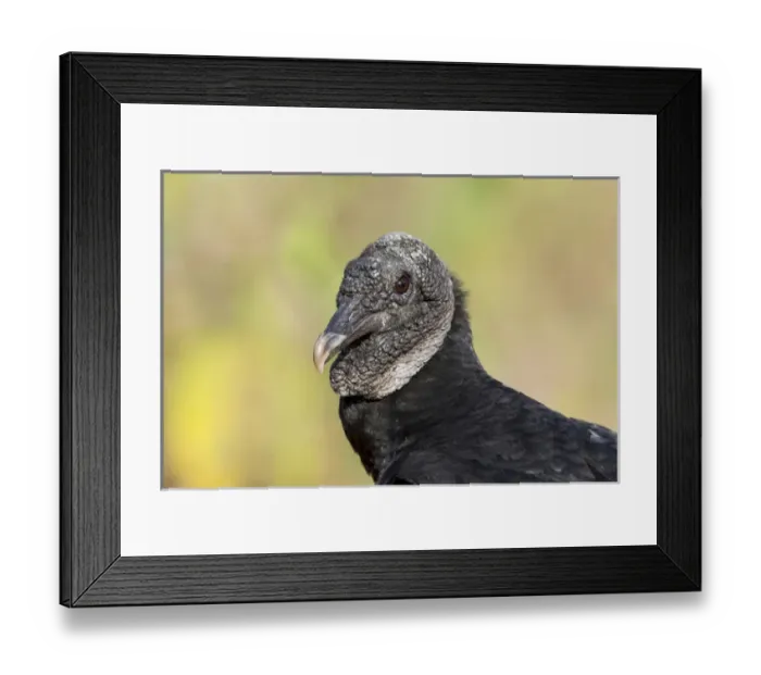 Framed Print : South America, Brazil, Mato Grosso, The Pantanal, black vulture (Coragyps atratus)