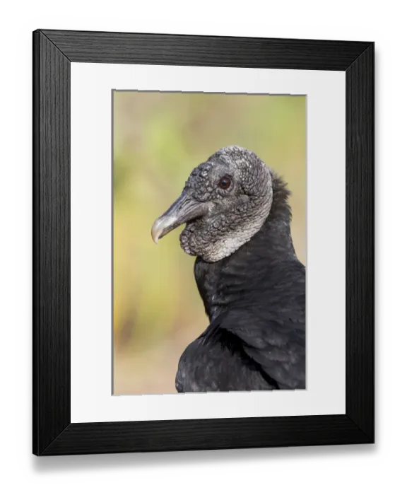 Framed Print : South America, Brazil, Mato Grosso, The Pantanal, black vulture (Coragyps atratus)