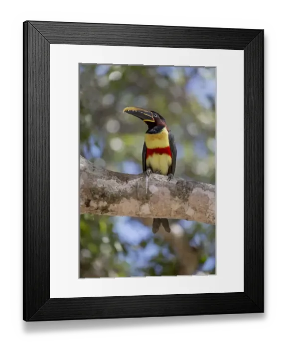 Framed Print : South America, Brazil, Mato Grosso, The Pantanal, chestnut-eared aracari, (Pteroglossus castanotis)