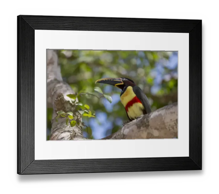 Framed Print : South America, Brazil, Mato Grosso, The Pantanal, chestnut-eared aracari, (Pteroglossus castanotis) Framed Print : South America, Brazil, Mato Grosso, The Pantanal, chestnut-eared aracari, (Pteroglossus castanotis)