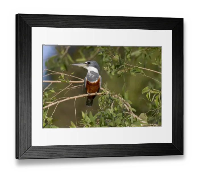Framed Print : South America, Brazil, Mato Grosso, The Pantanal, ringed kingfisher, (Megaceryle torquata)