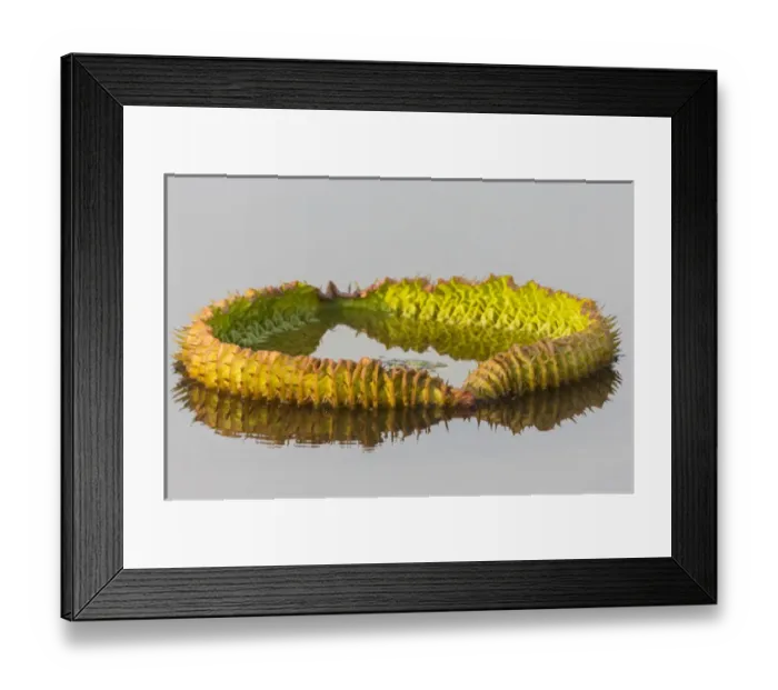 Framed Print : South America, Brazil, Mato Grosso, The Pantanal, Porto Jofre, giant lily pad, (Victoria amazonica)