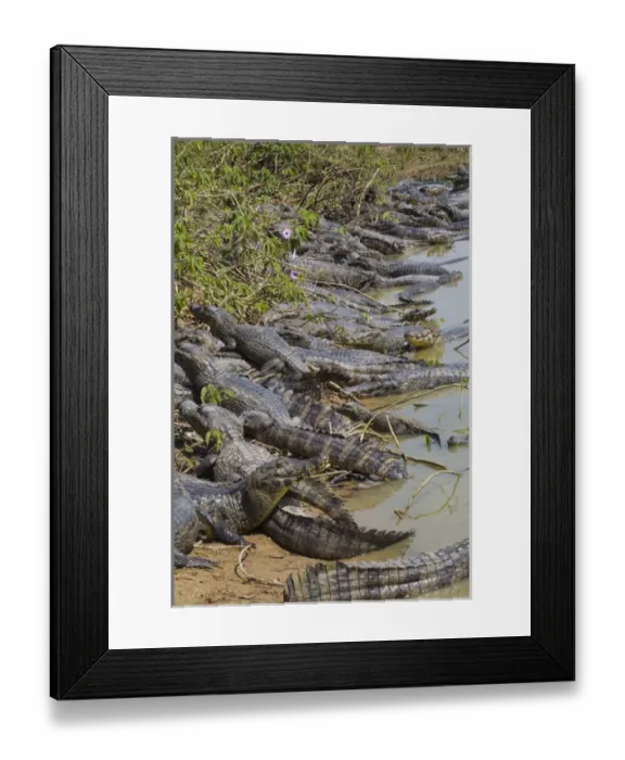 Framed Print : South America, Brazil, Mato Grosso, The Pantanal, The Transpantaneira Highway, black caiman Framed Print : South America, Brazil, Mato Grosso, The Pantanal, The Transpantaneira Highway, black caiman