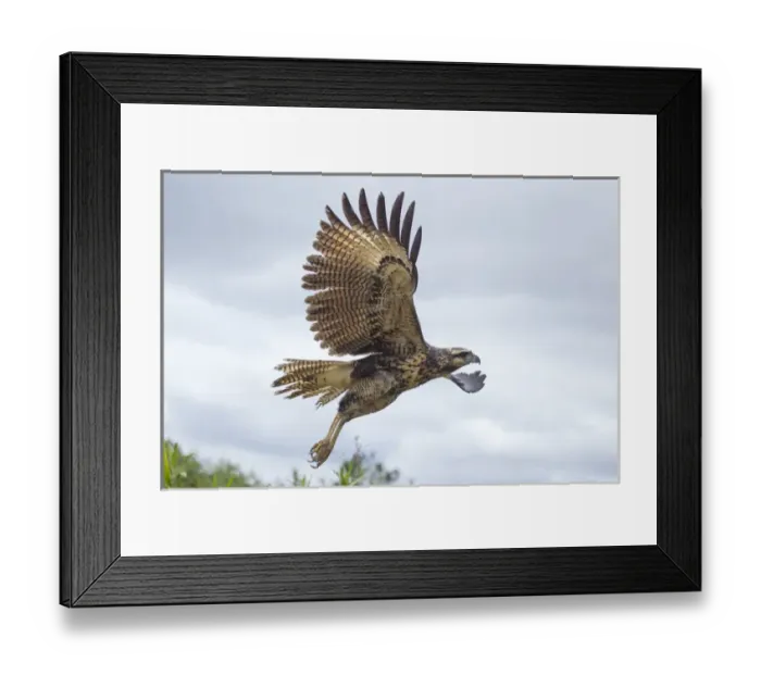 Framed Print : South America, Brazil, Mato Grosso, The Pantanal, immature great black hawk, (Buteogallus