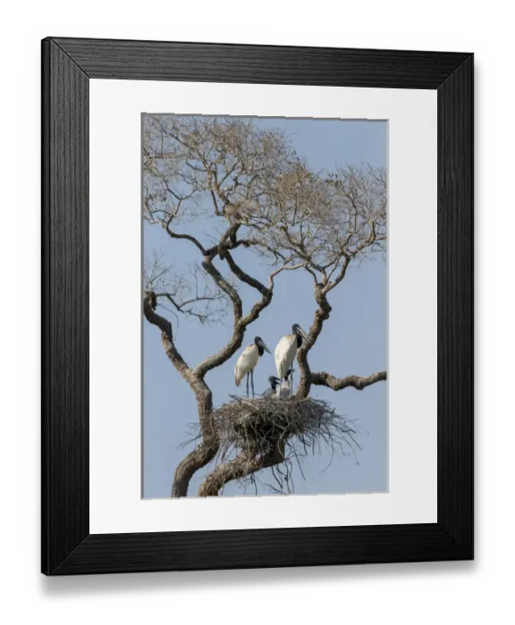 Framed Print : South America, Brazil, Mato Grosso, The Pantanal, jabiru, (Jabiru mycteria)