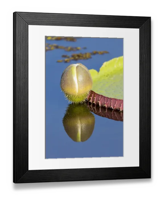 Framed Print : South America, Brazil, Mato Grosso, The Pantanal, Porto Jofre, giant lily pad blossom Framed Print : South America, Brazil, Mato Grosso, The Pantanal, Porto Jofre, giant lily pad blossom