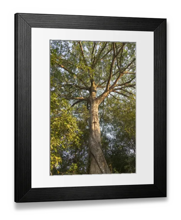 Framed Print : South America, Brazil, Mato Grosso, The Pantanal, Rio Claro, fig tree, (Ficus spec Framed Print : South America, Brazil, Mato Grosso, The Pantanal, Rio Claro, fig tree, (Ficus spec