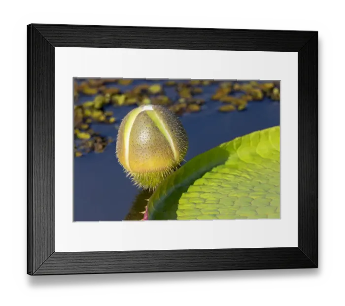 Framed Print : South America, Brazil, Mato Grosso, The Pantanal, Porto Jofre, giant lily pad blossom Framed Print : South America, Brazil, Mato Grosso, The Pantanal, Porto Jofre, giant lily pad blossom