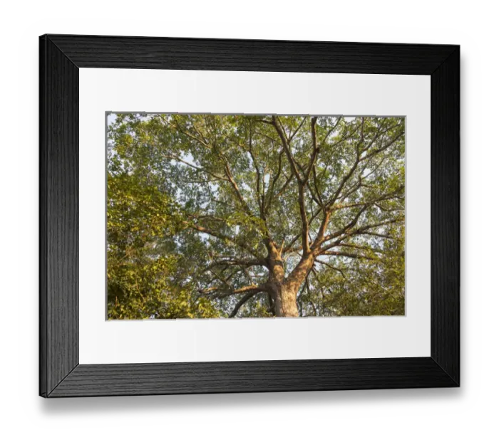 Framed Print : South America, Brazil, Mato Grosso, The Pantanal, Rio Claro, fig tree, (Ficus spec Framed Print : South America, Brazil, Mato Grosso, The Pantanal, Rio Claro, fig tree, (Ficus spec