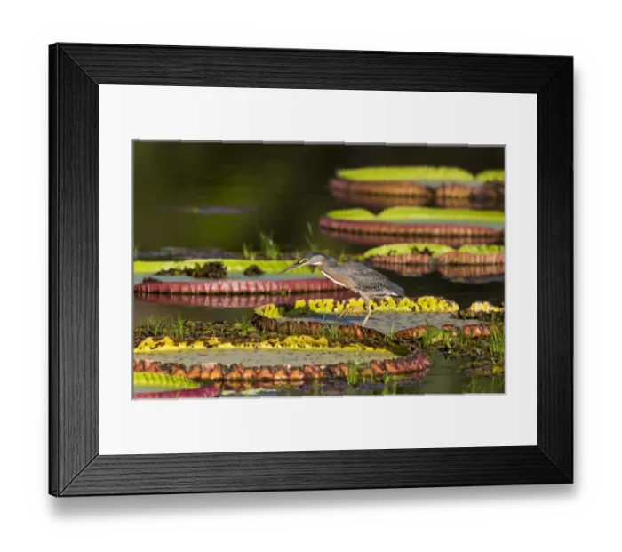Framed Print : South America, Brazil, Mato Grosso, The Pantanal, Porto Jofre, giant lily pads