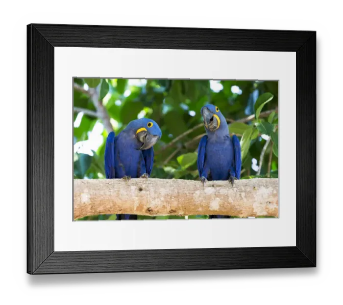 Framed Print : South America, Brazil, Mato Grosso, The Pantanal, hyacinth macaw (Anodorhynchus hyacinthinus) Framed Print : South America, Brazil, Mato Grosso, The Pantanal, hyacinth macaw (Anodorhynchus hyacinthinus)