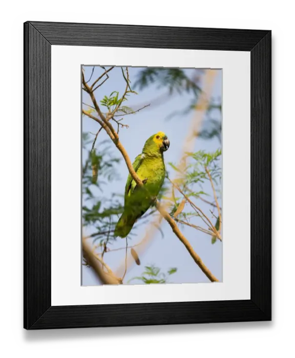 Framed Print : South America, Brazil, Mato Grosso, The Pantanal, turquoise-fronted amazon, immature Framed Print : South America, Brazil, Mato Grosso, The Pantanal, turquoise-fronted amazon, immature