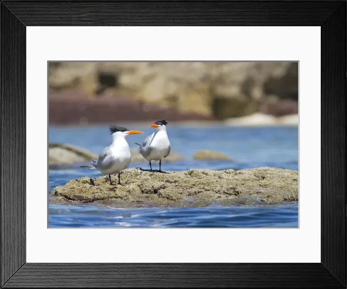 Framed Print : Baja, Sea of Cortez, Mexico. Royal Terns (Sterna maxima) on an intertidal rock Framed Print : Baja, Sea of Cortez, Mexico. Royal Terns (Sterna maxima) on an intertidal rock