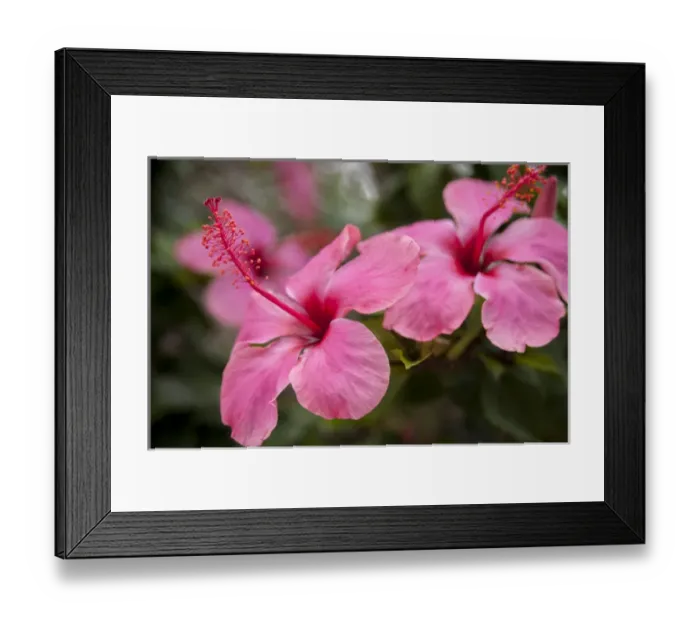 Framed Print : Mexico, Cozumel, Hibiscus