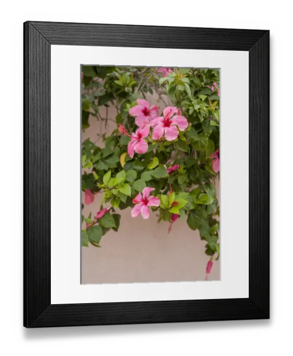Framed Print : Mexico, Cozumel, Hibiscus Framed Print : Mexico, Cozumel, Hibiscus