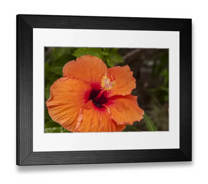 Framed Print : Mexico, Cozumel, Hibiscus Framed Print : Mexico, Cozumel, Hibiscus