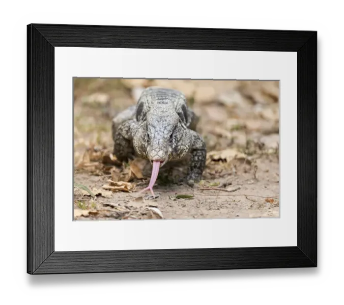 Framed Print : South America, Brazil, Mato Grosso, The Pantanal, black tegu, also known as golden tegu Framed Print : South America, Brazil, Mato Grosso, The Pantanal, black tegu, also known as golden tegu