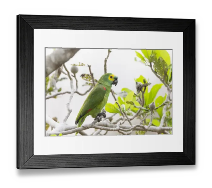 Framed Print : South America, Brazil, Mato Grosso, The Pantanal, turquoise-fronted amazon, (Amazona aestiva)
