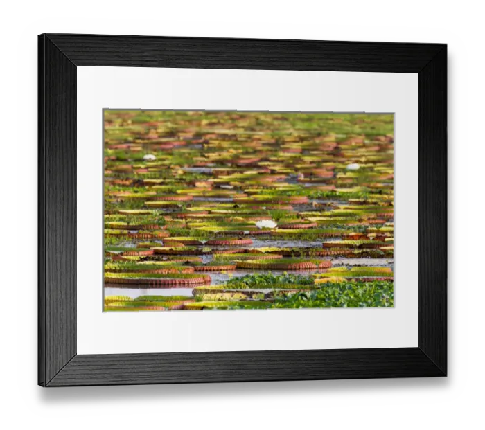 Framed Print : South America, Brazil, Mato Grosso, The Pantanal, Porto Jofre, giant water lilies Framed Print : South America, Brazil, Mato Grosso, The Pantanal, Porto Jofre, giant water lilies