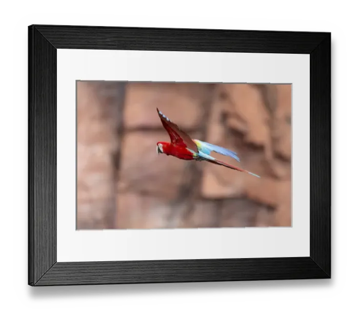 Framed Print : South America, Brazil, Mato Grosso do Sul, Jardim, Sinkhole of the Macaws, red-and-green macaw Framed Print : South America, Brazil, Mato Grosso do Sul, Jardim, Sinkhole of the Macaws, red-and-green macaw