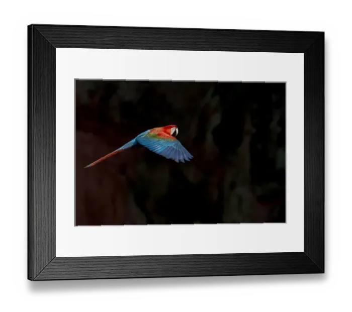 Framed Print : South America, Brazil, Mato Grosso do Sul, Jardim, Sinkhole of the Macaws, red-and-green macaw Framed Print : South America, Brazil, Mato Grosso do Sul, Jardim, Sinkhole of the Macaws, red-and-green macaw