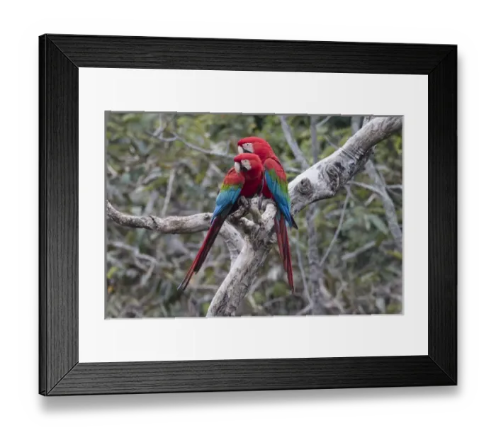 Framed Print : South America, Brazil, Mato Grosso do Sul, Jardim, Sinkhole of the Macaws, red-and-green macaw
