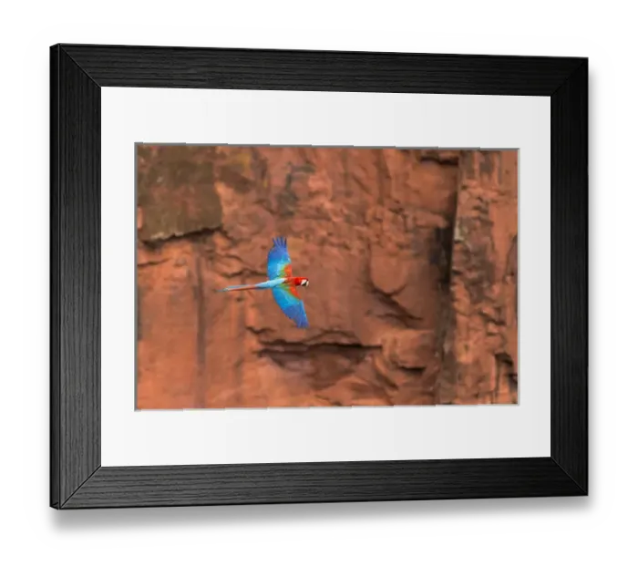 Framed Print : South America, Brazil, Mato Grosso do Sul, Jardim, Sinkhole of the Macaws, red-and-green macaw Framed Print : South America, Brazil, Mato Grosso do Sul, Jardim, Sinkhole of the Macaws, red-and-green macaw