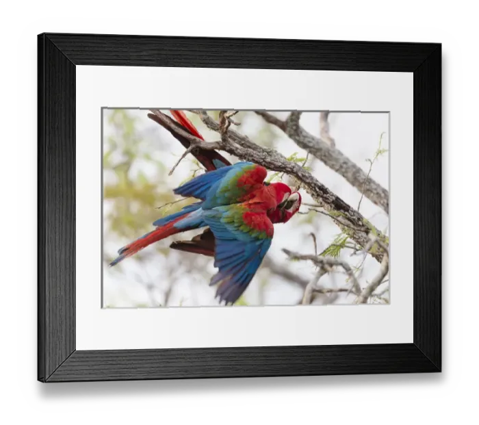 Framed Print : South America, Brazil, Mato Grosso do Sul, Jardim, Sinkhole of the Macaws, red-and-green macaw