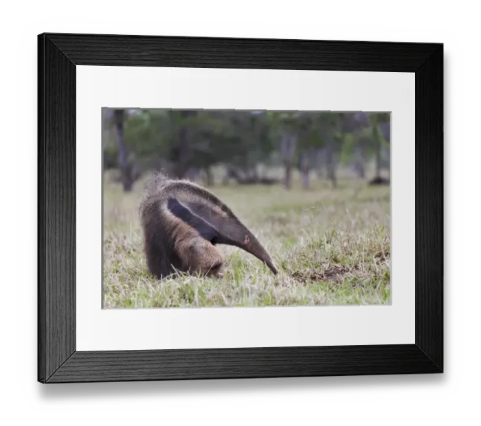 Framed Print : South America, Brazil, Mato Grosso do Sul, near Bonito, giant anteater, Myrmecophaga tridactyl Framed Print : South America, Brazil, Mato Grosso do Sul, near Bonito, giant anteater, Myrmecophaga tridactyl
