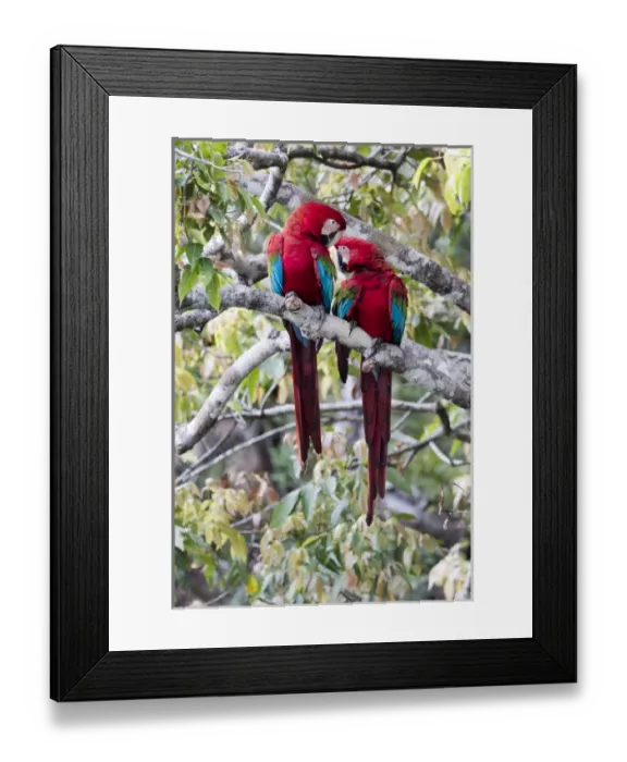 Framed Print : South America, Brazil, Mato Grosso do Sul, Jardim, Sinkhole of the Macaws, red-and-green macaw