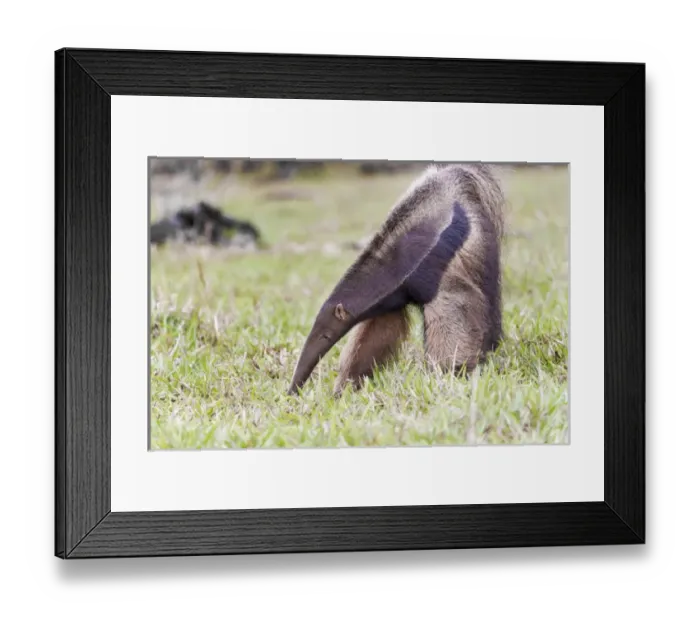 Framed Print : South America, Brazil, Mato Grosso do Sul, near Bonito, giant anteater, Myrmecophaga tridactyl