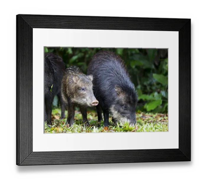 Framed Print : South America, Brazil, Mato Grosso do Sul, white-lipped peccary, Tayassu pecari Framed Print : South America, Brazil, Mato Grosso do Sul, white-lipped peccary, Tayassu pecari