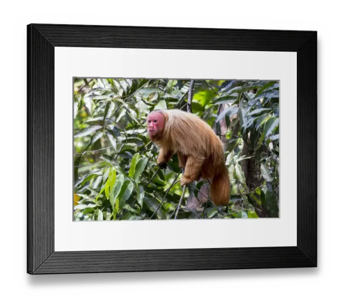 Framed Print : South America, Brazil, The Amazon, Manaus, Amazon EcoPark Jungle Lodge, bald uakari monkey Framed Print : South America, Brazil, The Amazon, Manaus, Amazon EcoPark Jungle Lodge, bald uakari monkey