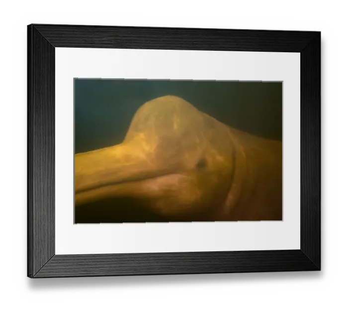 Framed Print : South America, Brazil, The Amazon, Manaus, Rio Negro, pink river dolphin, Inia geoffrensis Framed Print : South America, Brazil, The Amazon, Manaus, Rio Negro, pink river dolphin, Inia geoffrensis