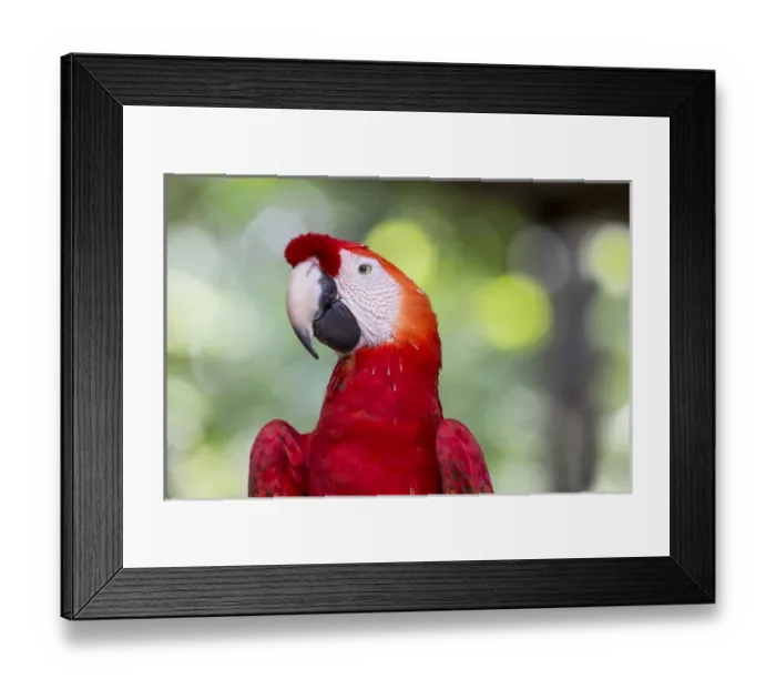 Framed Print : South America, Brazil, The Amazon, Manaus, Amazon EcoPark Jungle Lodge, scarlet macaw, Ara macao