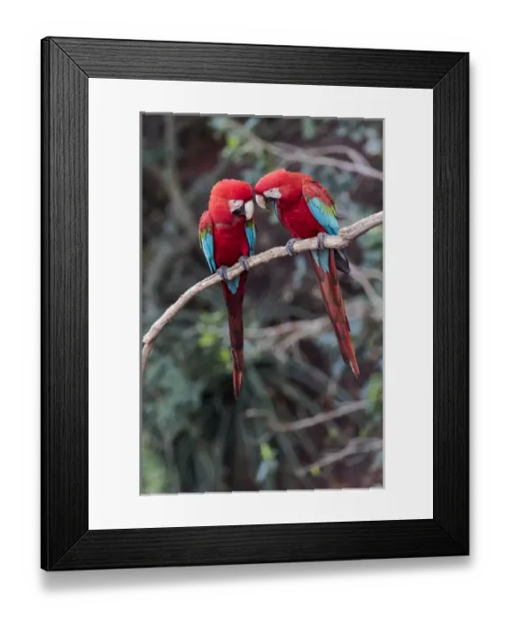 Framed Print : South America, Brazil, Mato Grosso do Sul, Jardim, Sinkhole of the Macaws, red-and-green macaw