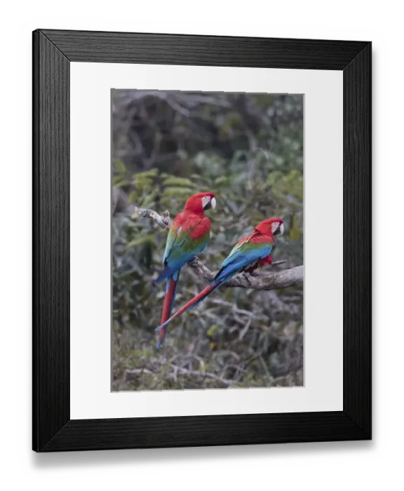 Framed Print : South America, Brazil, Mato Grosso do Sul, Jardim, Sinkhole of the Macaws, red-and-green macaw Framed Print : South America, Brazil, Mato Grosso do Sul, Jardim, Sinkhole of the Macaws, red-and-green macaw