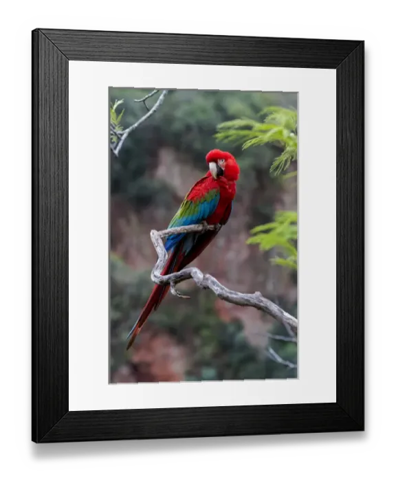 Framed Print : South America, Brazil, Mato Grosso do Sul, Jardim, Sinkhole of the Macaws, red-and-green macaw Framed Print : South America, Brazil, Mato Grosso do Sul, Jardim, Sinkhole of the Macaws, red-and-green macaw