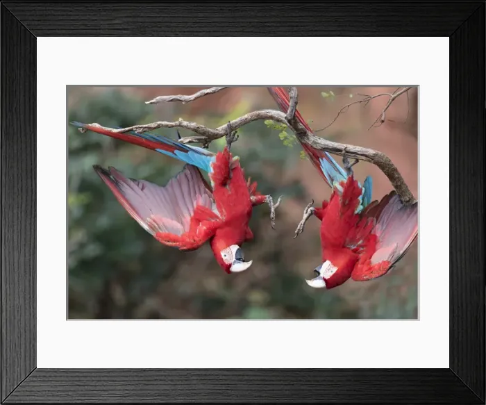 Framed Print : South America, Brazil, Mato Grosso do Sul, Jardim, Sinkhole of the Macaws, red-and-green macaw