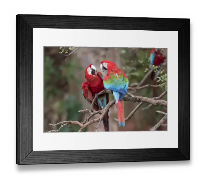 Framed Print : South America, Brazil, Mato Grosso do Sul, Jardim, Sinkhole of the Macaws, red-and-green macaw