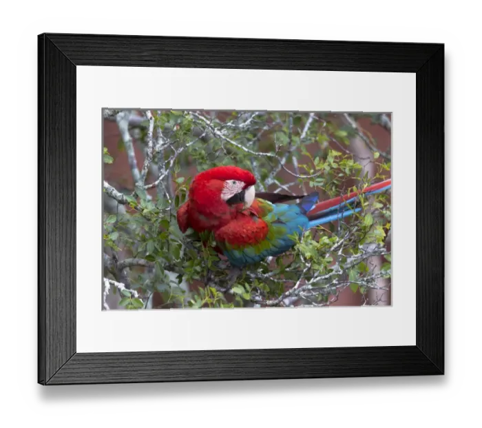 Framed Print : South America, Brazil, Mato Grosso do Sul, Jardim, Sinkhole of the Macaws, red-and-green macaw Framed Print : South America, Brazil, Mato Grosso do Sul, Jardim, Sinkhole of the Macaws, red-and-green macaw