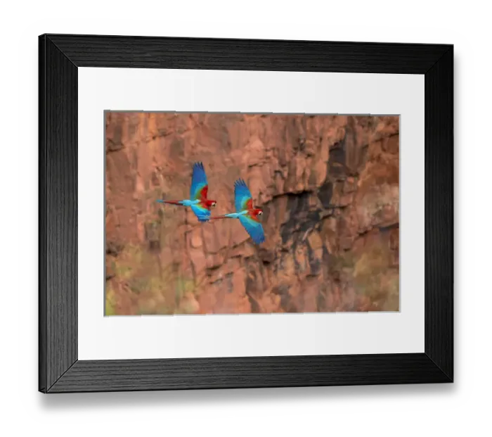 Framed Print : South America, Brazil, Mato Grosso do Sul, Jardim, Sinkhole of the Macaws, red-and-green macaw Framed Print : South America, Brazil, Mato Grosso do Sul, Jardim, Sinkhole of the Macaws, red-and-green macaw