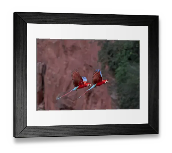Framed Print : South America, Brazil, Mato Grosso do Sul, Jardim, Sinkhole of the Macaws, red-and-green macaw